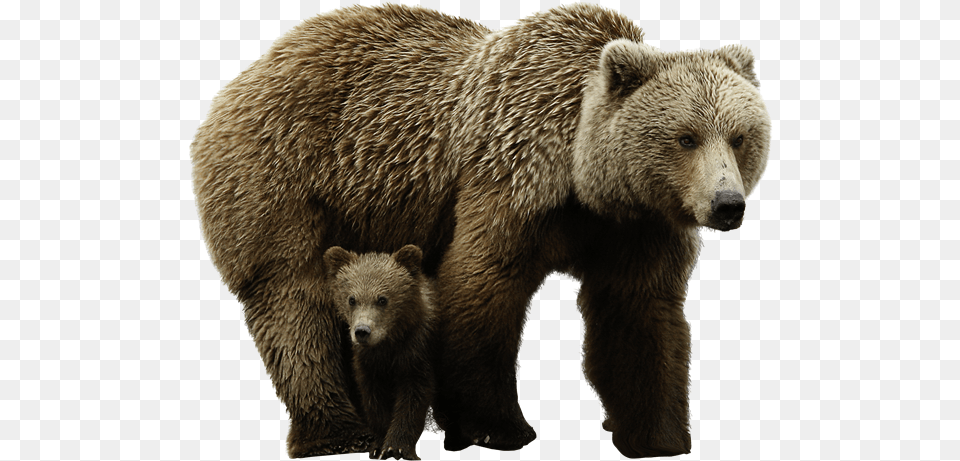 Bear Images Bear, Animal, Mammal, Wildlife, Brown Bear Free Png