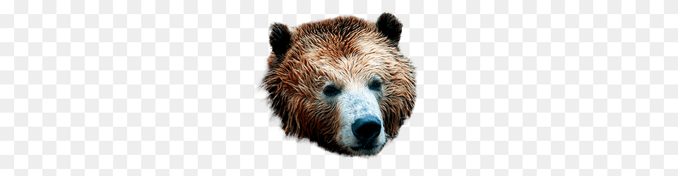 Bear Mask, Animal, Mammal, Wildlife, Brown Bear Png