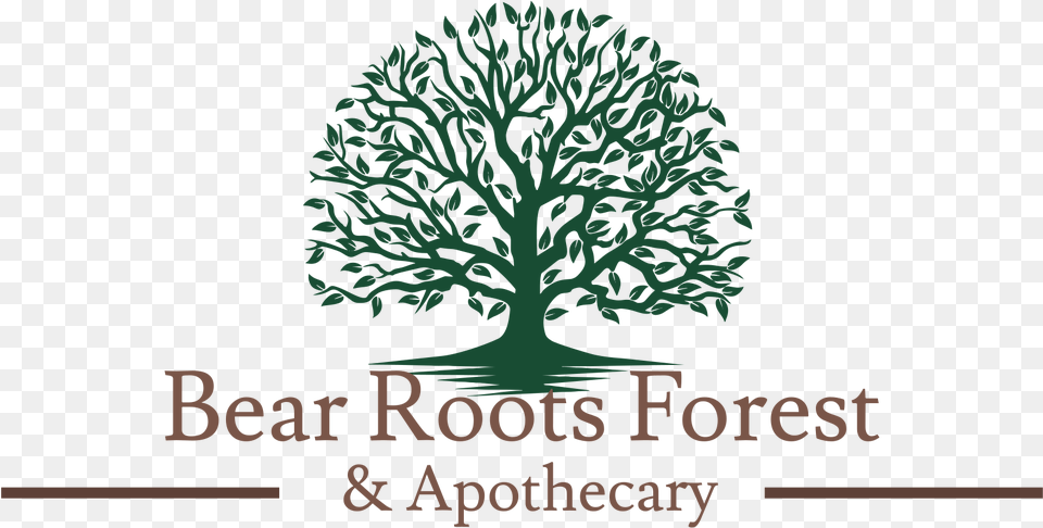Bear Roots Forest, Plant, Tree, Vegetation, Land Png Image
