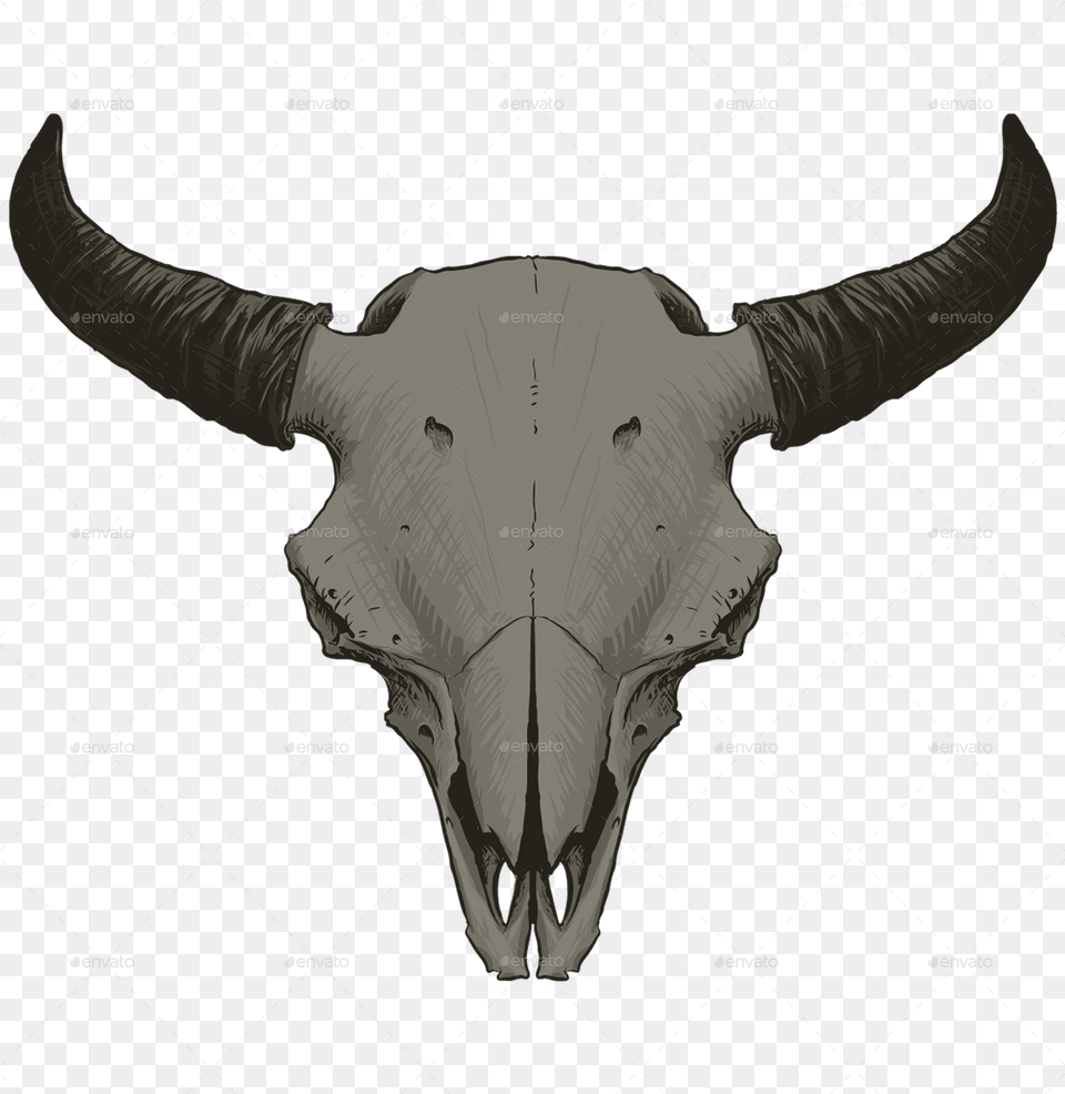 Bear Skull Animal Skull Transparent Background, Bull, Mammal, Cattle, Livestock Png Image