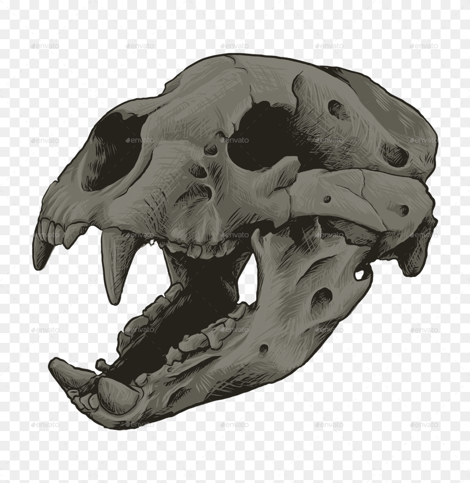 Bear Skull Bear Skull Giant Short Faced Bear Skull, Person Png Image