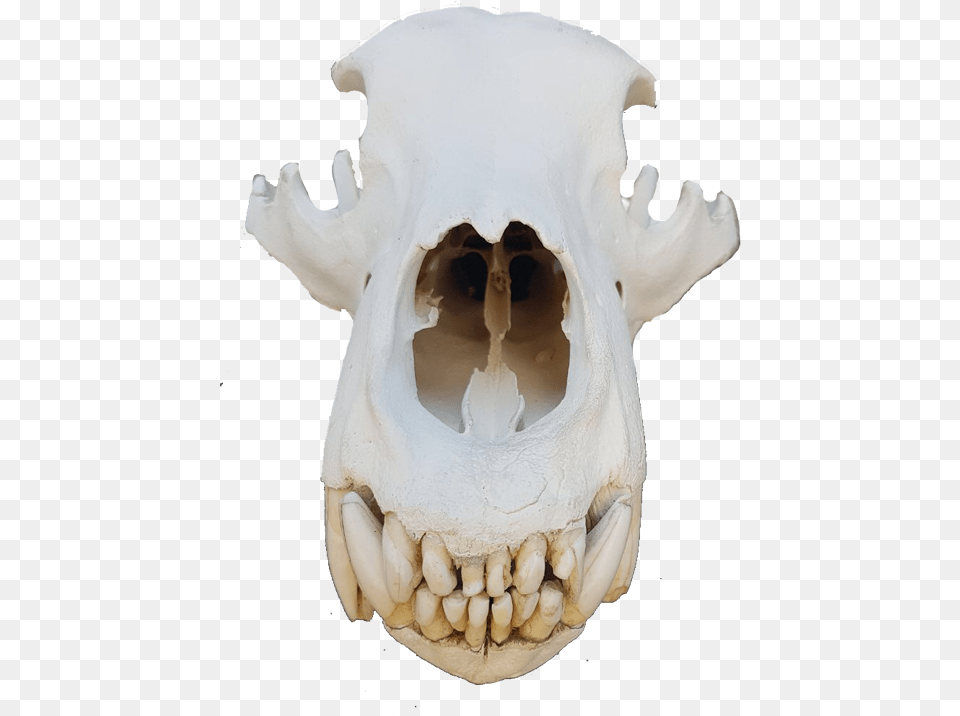 Bear Skull Skull, Adult, Bride, Female, Person Free Png Download