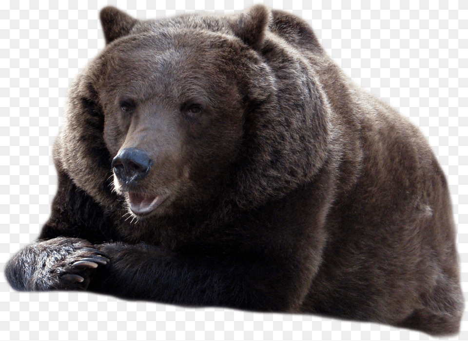 Bear Transparent Black Bear, Animal, Mammal, Wildlife, Brown Bear Free Png Download