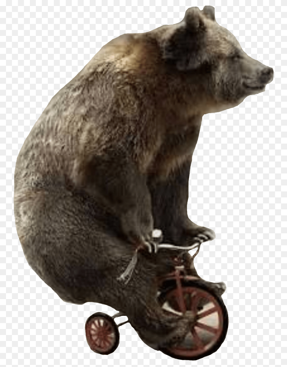Bear Unicycle Bearonaunicycle Bear Riding Small Bike, Animal, Mammal, Wildlife, Brown Bear Free Png Download