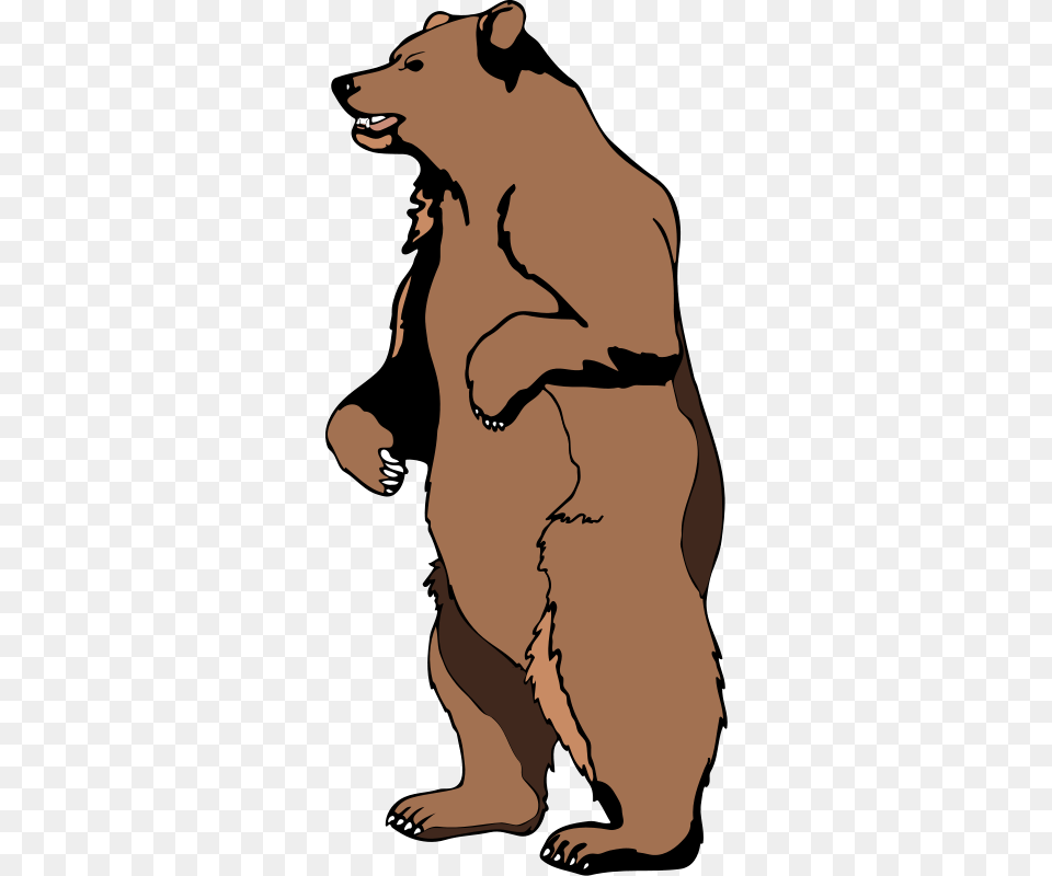 Bear Vector, Adult, Male, Man, Person Free Transparent Png