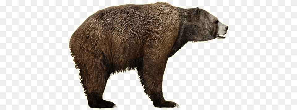 Bear Zoo Tycoon 2 Short Faced Bear, Animal, Mammal, Wildlife, Brown Bear Free Transparent Png