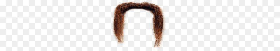 Beard, Face, Head, Person Free Transparent Png