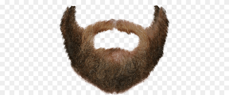 Beard, Face, Head, Person, Adult Free Png