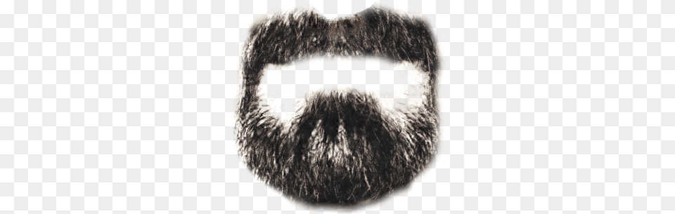 Beard, Face, Head, Person, Animal Free Png