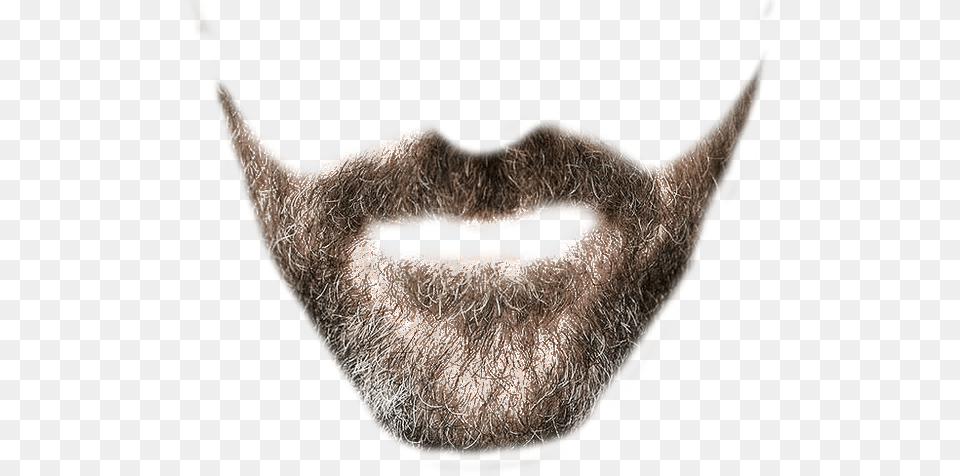 Beard, Face, Head, Person, Adult Free Transparent Png