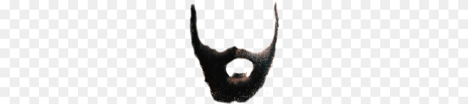 Beard, Face, Head, Person, Adult Png