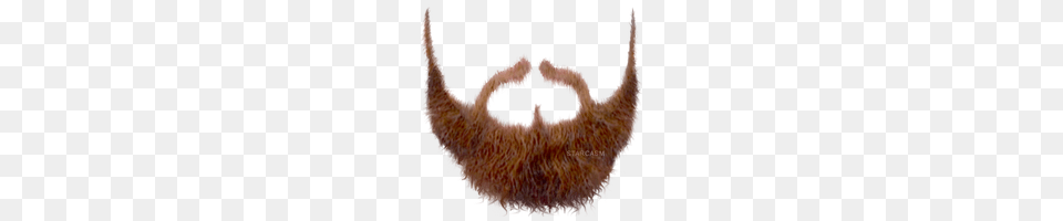 Beard, Face, Head, Person, Mustache Free Png