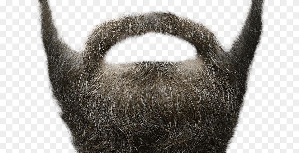 Beard Freeuse Stock Thin Mustache Huge Freebie Hair Full Hd, Face, Head, Person, Animal Free Transparent Png