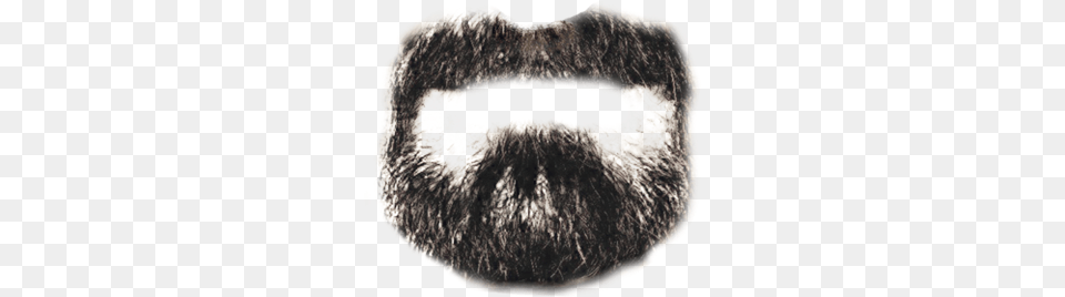 Beard Goatee, Face, Head, Person, Animal Png Image