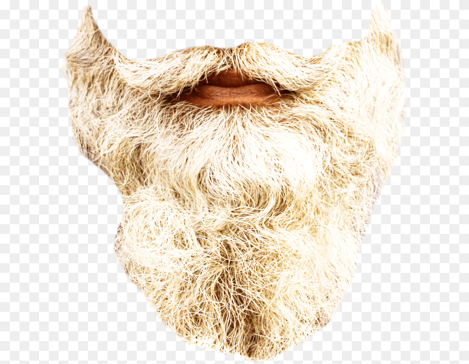 Beard Realistic Gray Long Madewithpicsart Op Courtesy Snout, Face, Head, Person, Animal Png