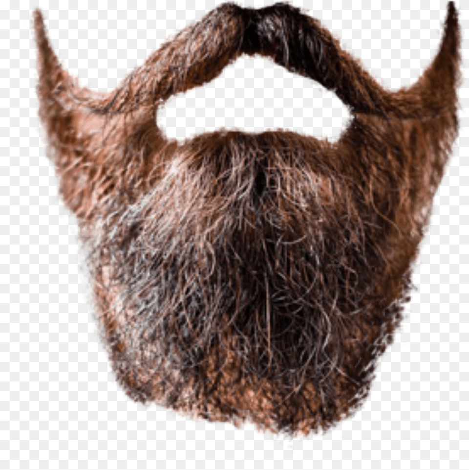 Beard Transparent Beard Transparent, Face, Head, Person, Adult Free Png Download