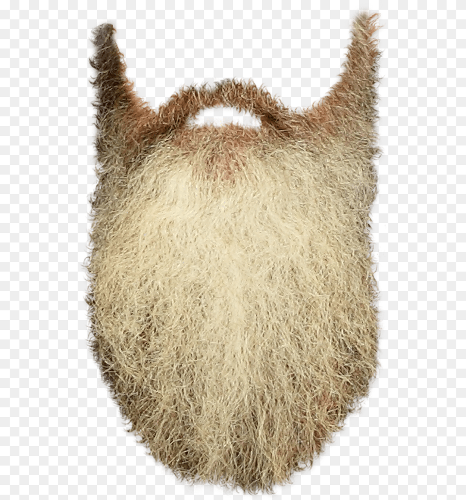Beard Transparent White Beard Transparent Background, Face, Head, Person Free Png Download