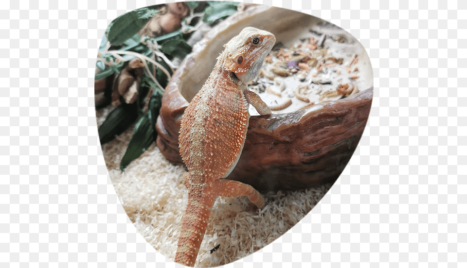 Bearded Dragon, Animal, Lizard, Reptile, Gecko Png Image