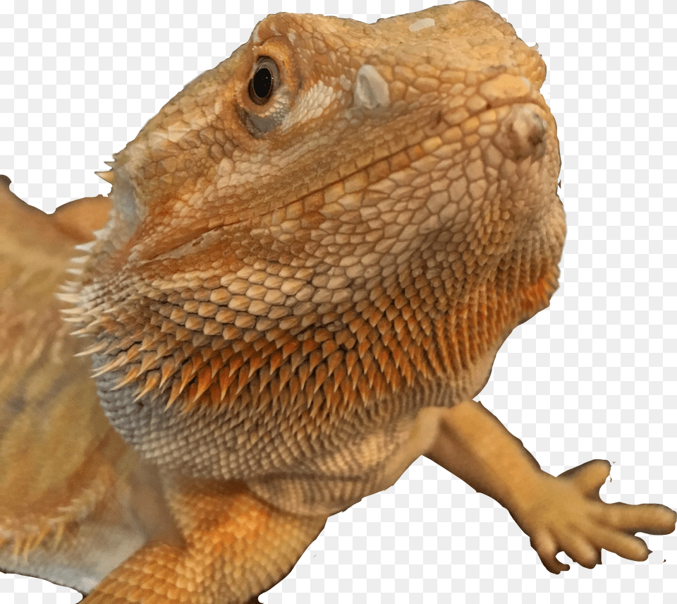 Bearded Dragon Freetoedit Dragon Lizard Png