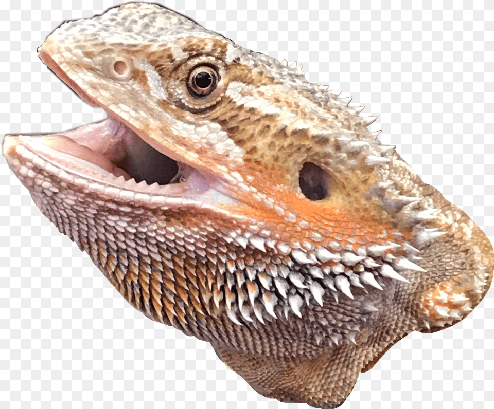 Bearded Dragon Freetoedit Green Iguana, Animal, Lizard, Reptile Png Image