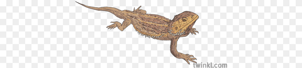 Bearded Dragon Illustration Transparent Bearded Dragon, Animal, Lizard, Reptile, Gecko Free Png Download