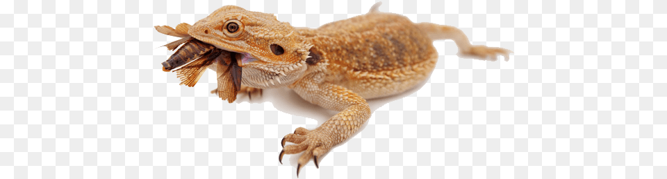 Bearded Dragon Image Bearded Dragon Transparent Background, Animal, Lizard, Reptile, Gecko Free Png