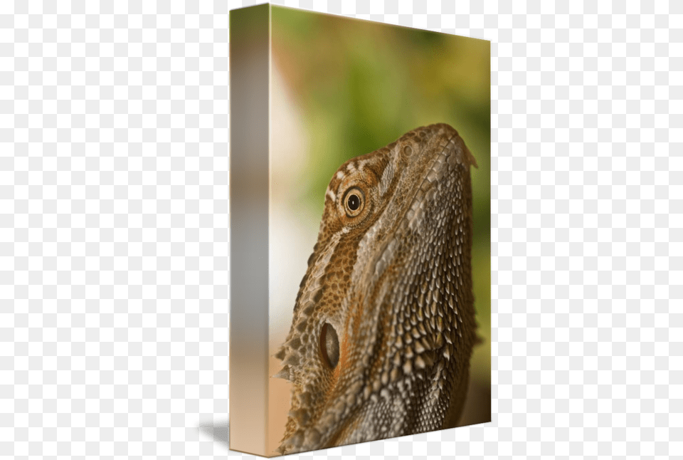 Bearded Dragon Lizard By Design Pics Dragon Lizard, Animal, Iguana, Reptile, Snake Free Transparent Png