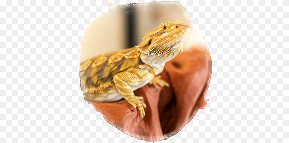 Bearded Dragon Marvelously Made School Agama, Animal, Lizard, Reptile, Iguana Free Png Download
