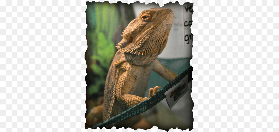 Bearded Dragon Michael Godard, Animal, Iguana, Lizard, Reptile Png Image