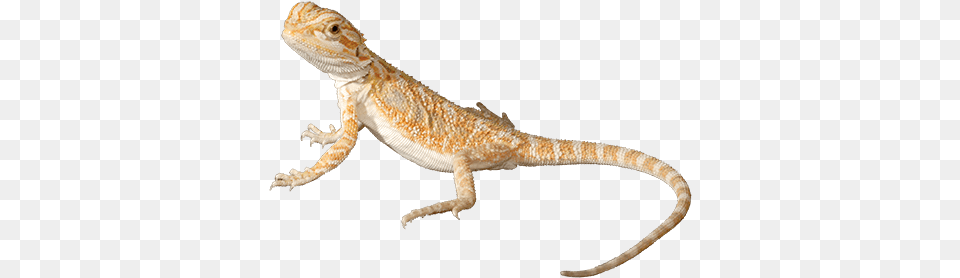 Bearded Dragon No Background, Animal, Lizard, Reptile, Gecko Free Transparent Png
