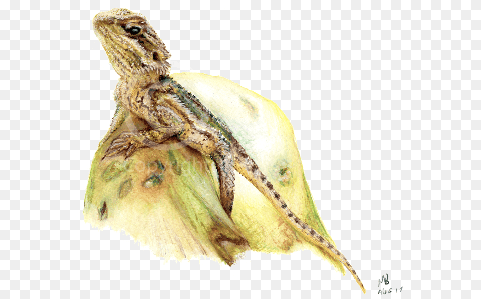 Bearded Dragon Pencil Drawing Pet Portrait Watercolor Bearded Dragon, Animal, Lizard, Reptile, Anole Png Image