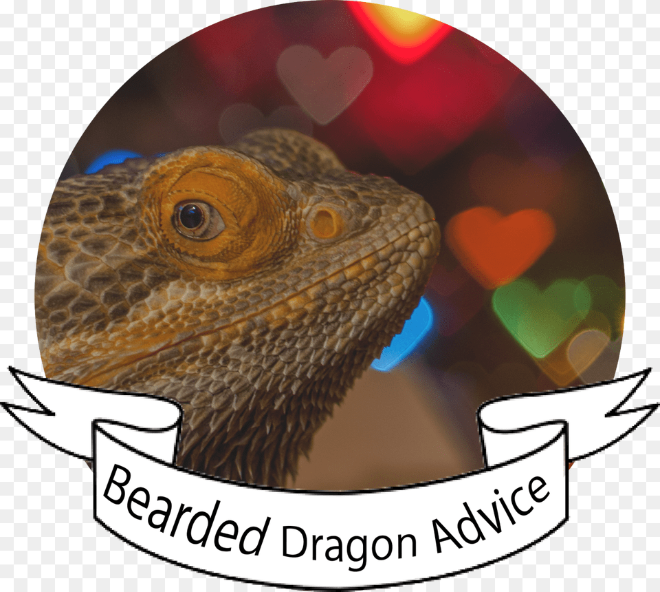 Bearded Dragons, Animal, Iguana, Lizard, Reptile Png