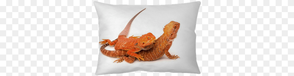 Bearded Dragons, Animal, Lizard, Reptile, Gecko Free Transparent Png