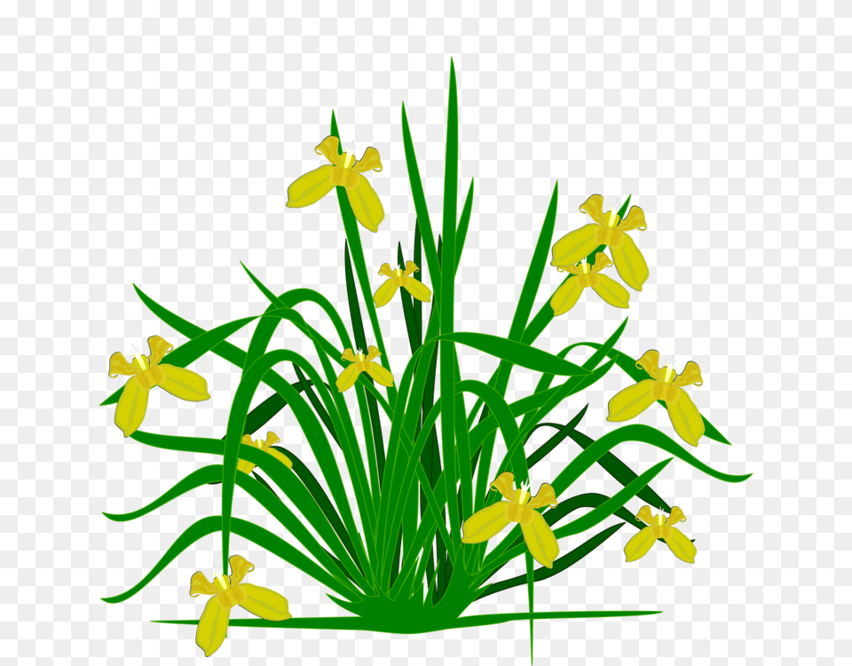Bearded Iris Flowering Plant Plants Shrub, Anther, Flower, Green, Daffodil Free Transparent Png