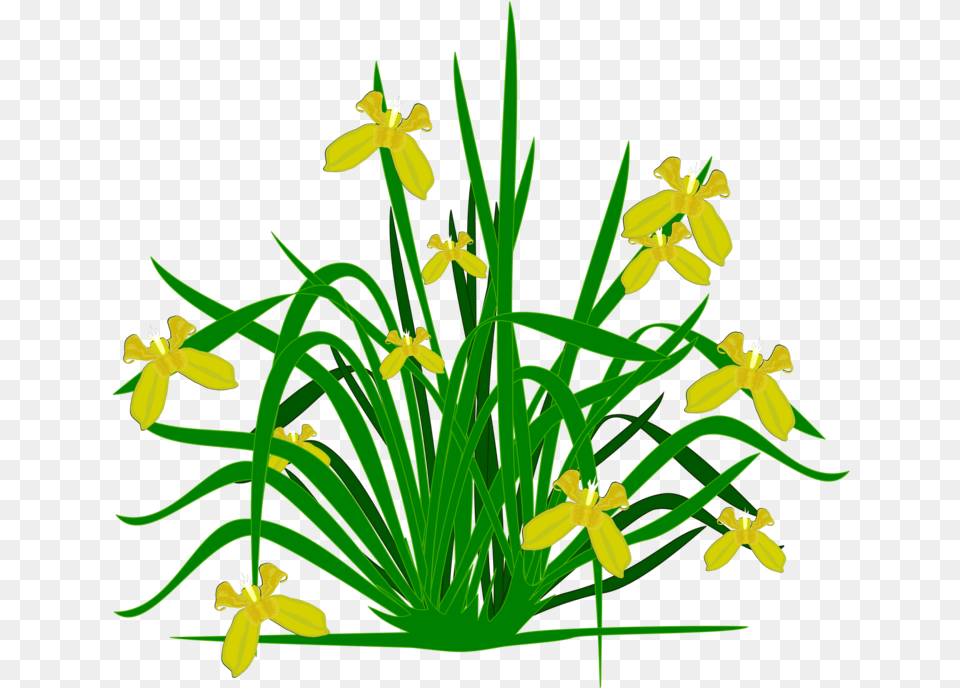 Bearded Iris Flowering Plant Plants Shrub Clipart Plants, Flower, Anther, Daffodil, Grass Png Image