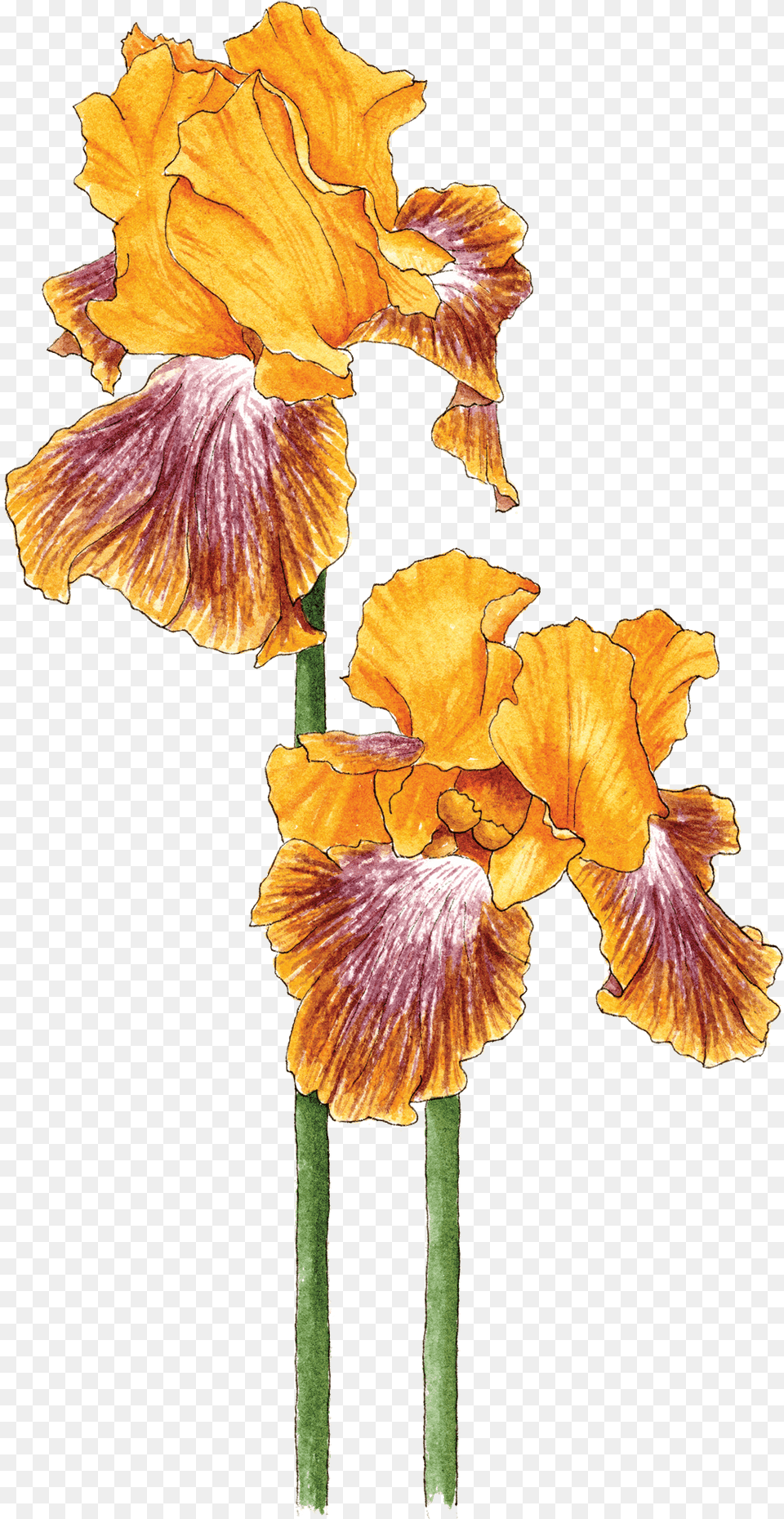 Bearded Iris Iris, Flower, Petal, Plant Png