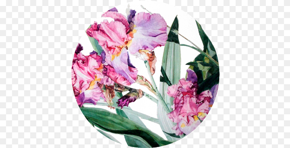 Bearded Iris Painting Purple, Flower, Plant, Petal, Art Free Png