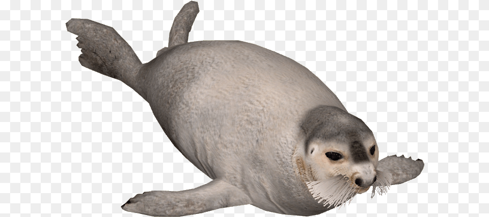 Bearded Seal Seal Animal, Mammal, Sea Life, Sea Lion, Fish Png Image