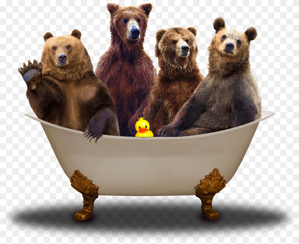 Bears In Bath Fin Bears In A Bath, Animal, Bear, Mammal, Wildlife Free Png