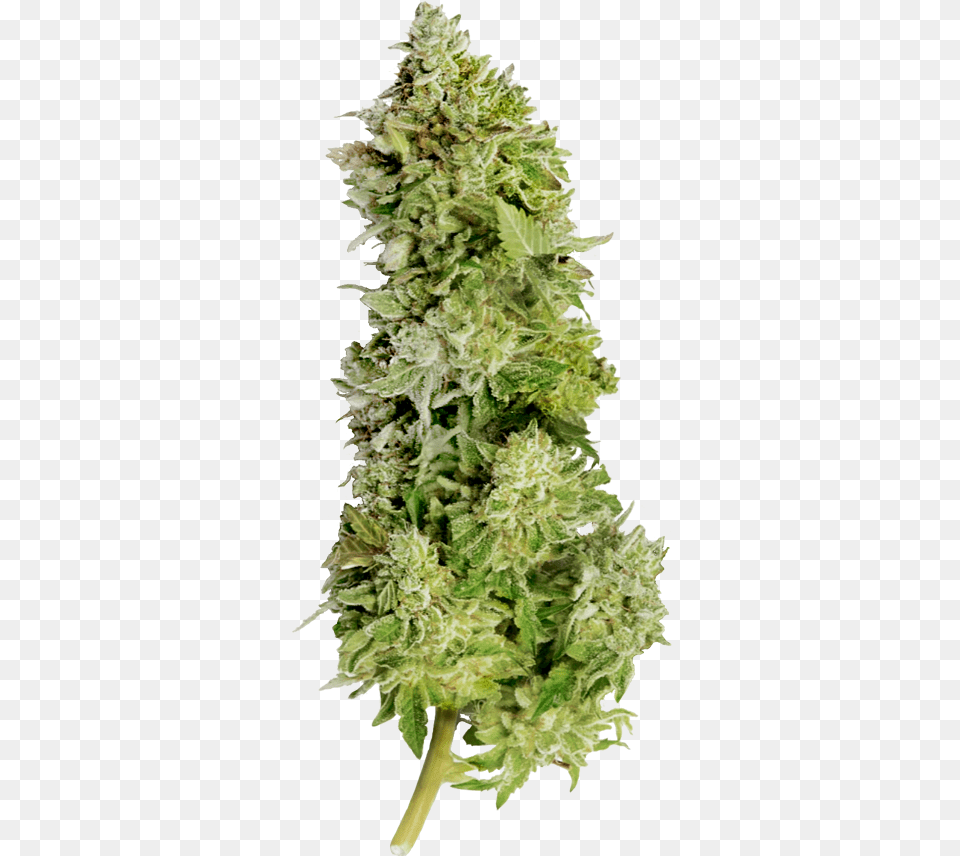 Beast Mode Auto Beast Mode Seeds, Grass, Plant, Weed Free Transparent Png