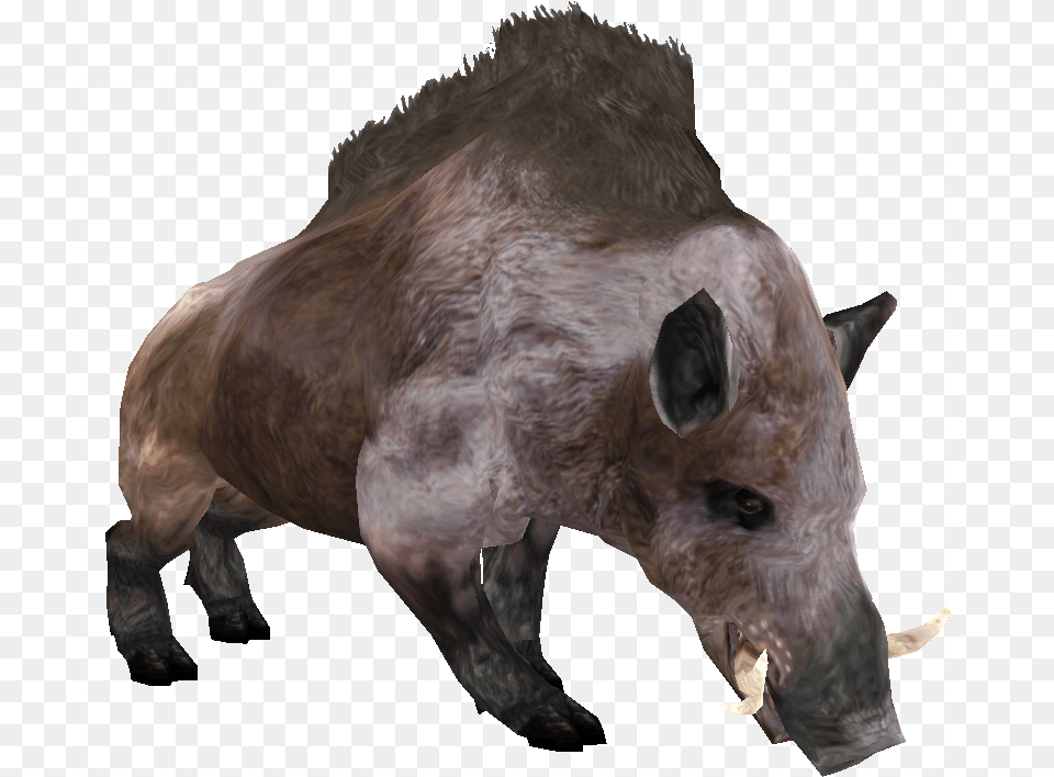 Beast Oblivian Boar Boar Elder Scrolls, Animal, Hog, Mammal, Pig Png