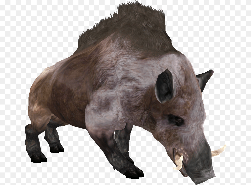 Beast Oblivian Boar Morrowind Boar, Animal, Hog, Mammal, Pig Png