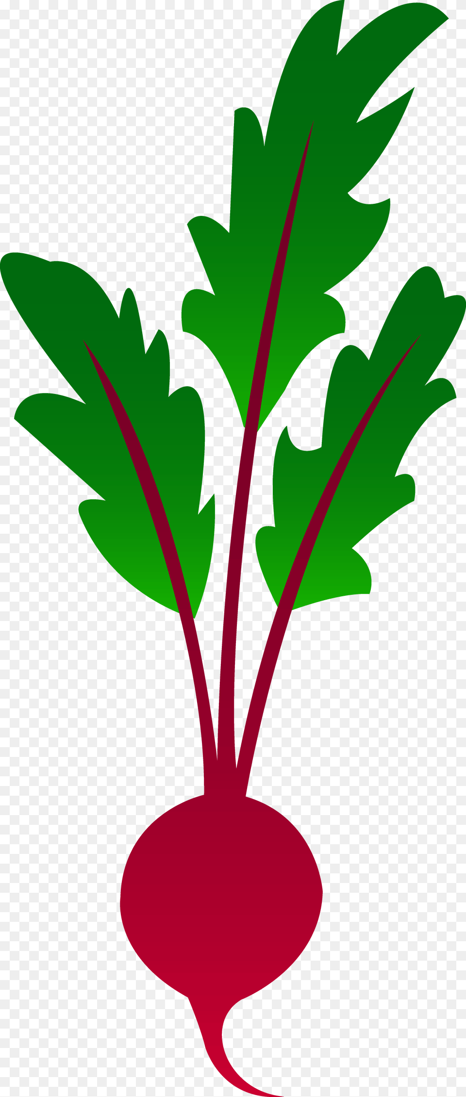 Beat Cliparts, Food, Produce, Plant, Radish Free Transparent Png