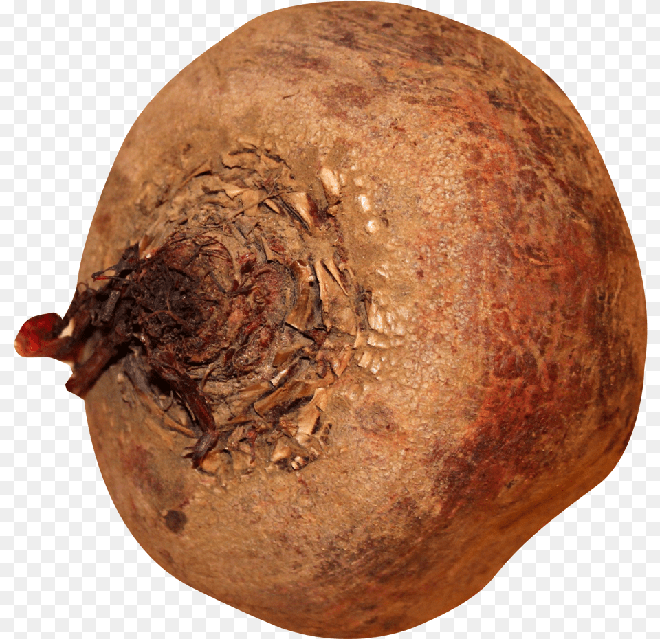 Beatroot, Vegetable, Food, Turnip, Rutabaga Png