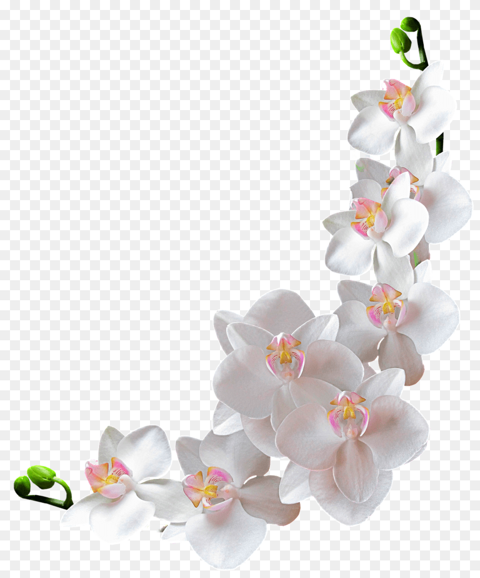 Beautiful And Elegant Bunch Of Orchids, Flower, Orchid, Plant Free Transparent Png