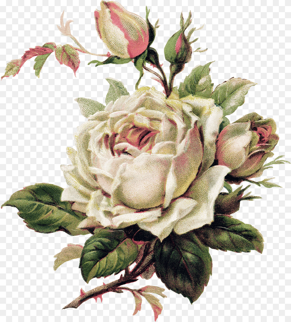 Beautiful And Flower Varieties For Tattoo Clipart Vintage Roses, Art, Plant, Pattern, Graphics Png Image