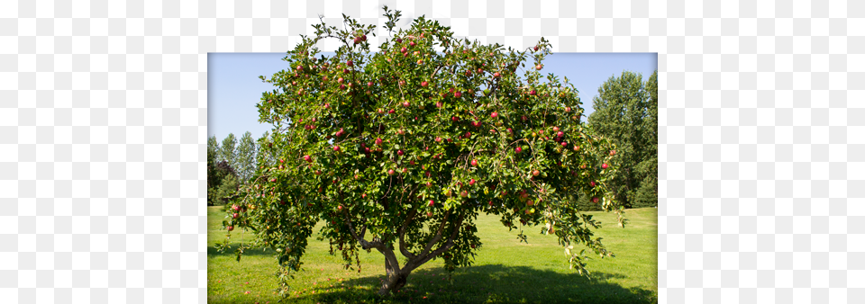 Beautiful Apple Tree Image Apple Tree, Food, Fruit, Plant, Produce Free Png