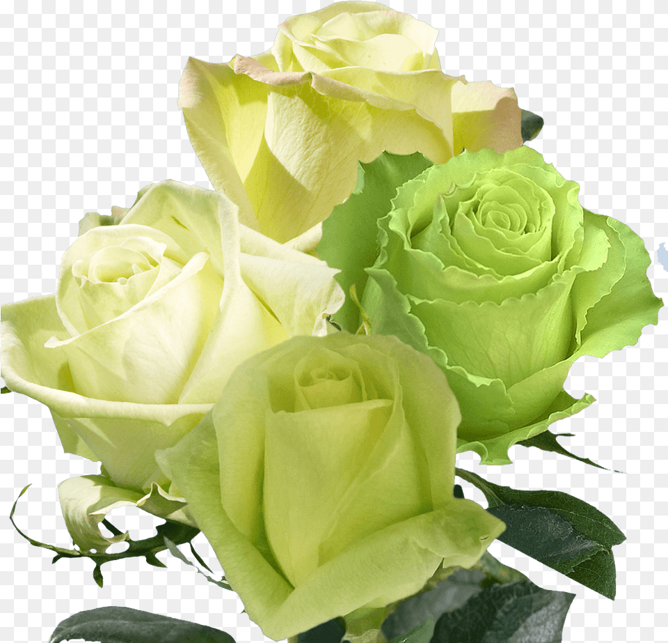 Beautiful Assorted Green Roses, Flower, Flower Arrangement, Plant, Rose Free Png Download