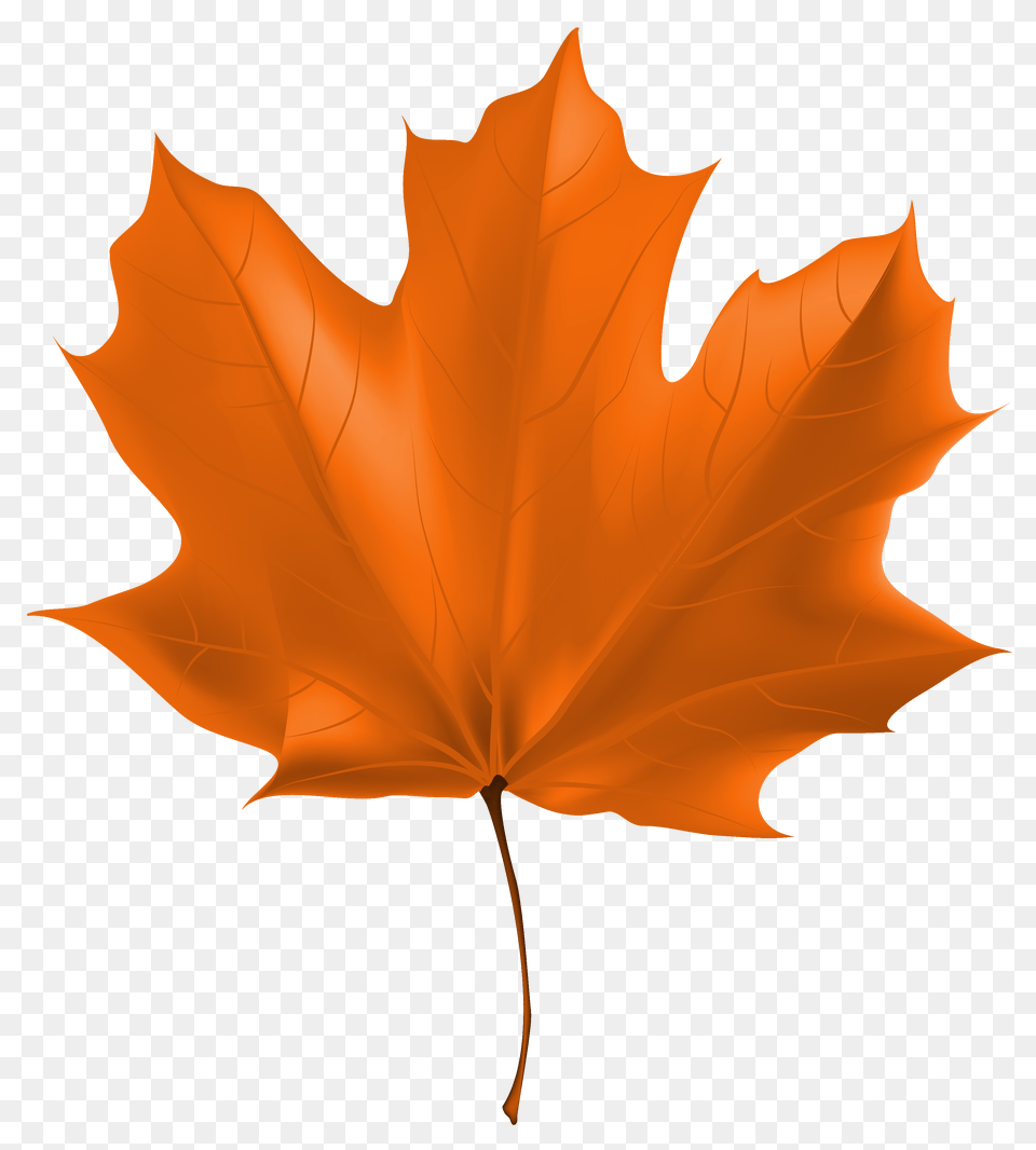 Beautiful Autumn Leaf Clipart, Maple Leaf, Plant, Tree Free Png