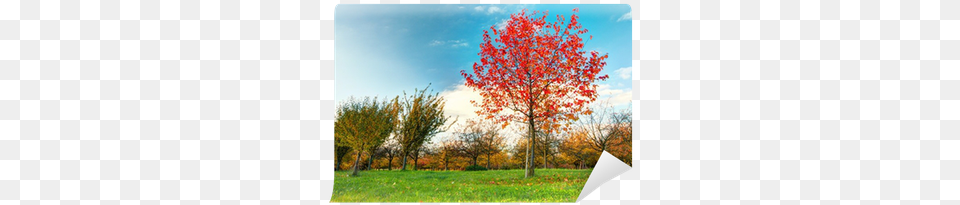 Beautiful Autumn Tree With Fallen Dry Leaves Wall Mural Autumn, Grass, Maple, Nature, Outdoors Free Png